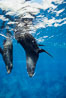 Galapagos fur seal. Darwin Island, Galapagos Islands, Ecuador. Image #01573