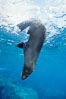 Galapagos fur seal. Darwin Island, Galapagos Islands, Ecuador. Image #01590