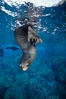 Galapagos fur seal. Darwin Island, Galapagos Islands, Ecuador. Image #01610