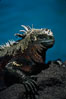 Marine iguana, Punta Espinosa. Fernandina Island, Galapagos Islands, Ecuador. Image #01719