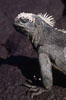 Marine iguana, Punta Espinosa. Fernandina Island, Galapagos Islands, Ecuador. Image #01721