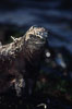Marine iguana, Punta Espinosa. Fernandina Island, Galapagos Islands, Ecuador. Image #01722