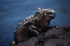 Marine iguana, Punta Espinosa. Fernandina Island, Galapagos Islands, Ecuador. Image #01727