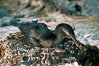 Flightless cormorant, Punta Espinosa. Fernandina Island, Galapagos Islands, Ecuador. Image #01760