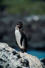 Galapagos penguin, Punta Espinosa. Fernandina Island, Galapagos Islands, Ecuador. Image #01766