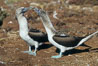 Blue-footed booby, courtship display. North Seymour Island, Galapagos Islands, Ecuador. Image #01794