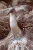 Blue-footed booby, Punta Suarez. Hood Island, Galapagos Islands, Ecuador. Image #01802