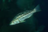 Kelp bass (calico bass). San Clemente Island, California, USA. Image #01943