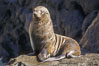 Guadalupe fur seal. Guadalupe Island (Isla Guadalupe), Baja California, Mexico. Image #01949