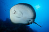 Marbled ray. Cocos Island, Costa Rica. Image #01992