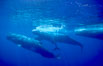 Sperm whale social group. Sao Miguel Island, Azores, Portugal. Image #02067