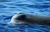 Sperm whale blowhole (left side of head). Sao Miguel Island, Azores, Portugal. Image #02073
