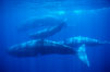 Sperm whales. Sao Miguel Island, Azores, Portugal. Image #02075