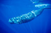 Sperm whale. Sao Miguel Island, Azores, Portugal. Image #02078