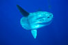 Ocean sunfish, open ocean. San Diego, California, USA. Image #02089