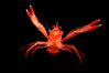 Pelagic red tuna crab, open ocean. San Diego, California, USA. Image #02247