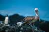Galapagos penguin and brown pelican. James Island, Galapagos Islands, Ecuador. Image #02269