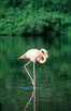 Greater flamingo. Floreana Island, Galapagos Islands, Ecuador. Image #02277
