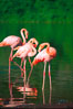 Greater flamingo. Floreana Island, Galapagos Islands, Ecuador. Image #02278