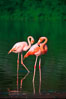 Greater flamingo. Floreana Island, Galapagos Islands, Ecuador. Image #02279