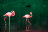 Greater flamingo. Floreana Island, Galapagos Islands, Ecuador. Image #02280