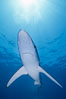 Blue shark, open ocean. San Diego, California, USA. Image #02290
