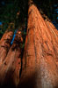 Sequoia trees. Sequoia Kings Canyon National Park, California, USA. Image #02335