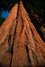 Sequoia trees. Sequoia Kings Canyon National Park, California, USA. Image #02351