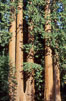 Sequoia trees. Sequoia Kings Canyon National Park, California, USA. Image #02352