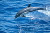 Common dolphin. San Diego, California, USA. Image #02408