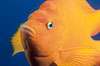 The bright orange garibaldi fish, California's state marine fish, is also clownlike in appearance. USA. Image #02416