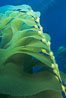 Kelp frond showing pneumatocysts. Santa Barbara Island, California, USA. Image #02435
