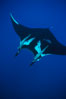Manta ray with remoras. San Benedicto Island (Islas Revillagigedos), Baja California, Mexico. Image #02451