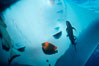 Manta ray cleaned by Clarion angelfish. San Benedicto Island (Islas Revillagigedos), Baja California, Mexico. Image #02455