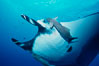 Manta ray and remora. San Benedicto Island (Islas Revillagigedos), Baja California, Mexico. Image #02456
