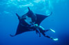 Manta ray and scuba diver. San Benedicto Island (Islas Revillagigedos), Baja California, Mexico. Image #02461