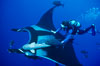 Manta ray and scuba diver. San Benedicto Island (Islas Revillagigedos), Baja California, Mexico. Image #02466