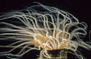 Tube anemone. La Jolla, California, USA. Image #02480