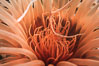 Tube anemone mouth. La Jolla, California, USA. Image #02481