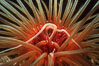 Tube anemone. La Jolla, California, USA. Image #02483