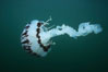 Jellyfish. San Diego, California, USA. Image #02489