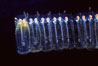 Salp (pelagic tunicate) chain. San Diego, California, USA. Image #02494