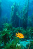 Garibaldi and kelp forest. San Clemente Island, California, USA. Image #02508