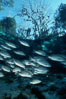 Mangrove snapper. Three Sisters Springs, Crystal River, Florida, USA. Image #02682