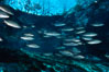 Mangrove snapper. Three Sisters Springs, Crystal River, Florida, USA. Image #02686