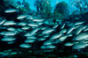 Mangrove snapper schooling in the clear waters of Crystal River, with trees in the background. Three Sisters Springs, Florida, USA. Image #02688