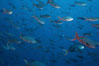 Pacific creolefish. Cousins, Galapagos Islands, Ecuador. Image #02738