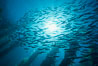 Jack mackerel and kelp. San Clemente Island, California, USA. Image #02743