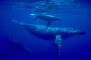 Humpback whale mother, calf (top), male escort (rear), underwater.  A young humpback calf typically swims alongside or above its mother, and male escorts will usually travel behind the mother. Maui, Hawaii, USA. Image #02819