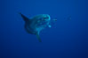 Ocean sunfish, halfmoon perch removing its parasites, open ocean. San Diego, California, USA. Image #03167
